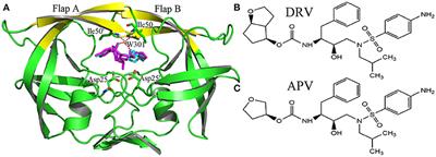 Exploring the Reasons for Decrease in Binding Affinity of HIV-2 Against HIV-1 Protease Complex Using Interaction Entropy Under Polarized Force Field